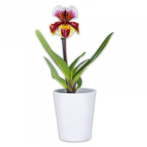 Produktbild »Orchidee Frauenschuh 
