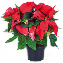 Produktbild »Weihnachtsstern«