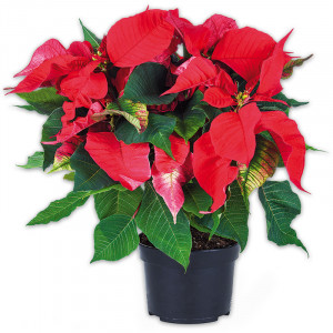 Produktbild »Weihnachtsstern«