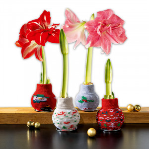 Produktbild »Amaryllis in der Socke«
