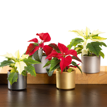 Mini-Weihnachtsstern