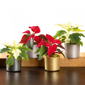 Produktbild »Mini-Weihnachtsstern«