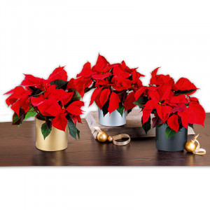 Produktbild »Weihnachtsstern«