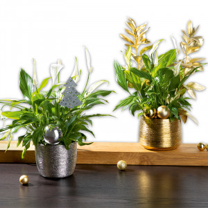 Produktbild »Adventspräsent De Luxe«