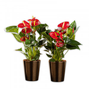 Produktbild »Flamingoblume Anthurium«