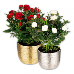 Produktbild »Großblumige Topfrose XL Blüten«