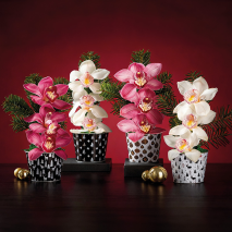 Produktbild »Orchideengesteck «