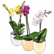 Mini-Orchidee Phalaenopsis
