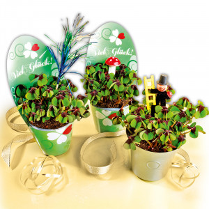 Produktbild »Glücksklee«