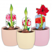 Produktbild »Amaryllis«
