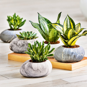 Produktbild »Dänisches Glück«