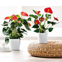 Produktbild »Flamingoblume 'Anthurie'«