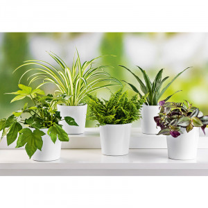 Produktbild »Grünpflanzen«