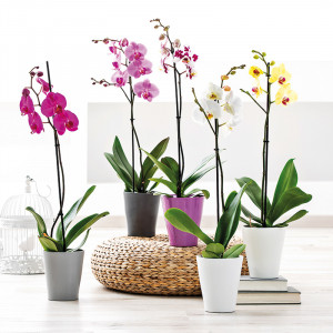Produktbild »Orchidee Phalaenopsis«
