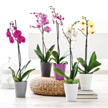 Orchidee Phalaenopsis