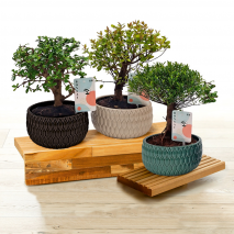 Produktbild »Bonsai in der Schale«
