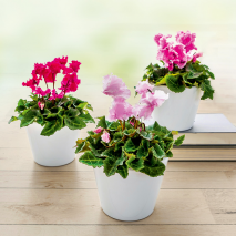 Produktbild »Mini-Blüten-Alpenveilchen 'Pom Pom'«