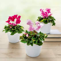 Mini-Blüten-Alpenveilchen Pom Pom