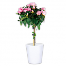 Produktbild »Azaleen-Stämmchen«