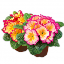 Produktbild »Duftprimel«