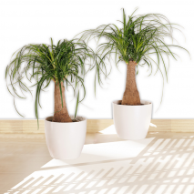 Produktbild »Elefantenfuß XL 'Beaucarnea recurvata'«