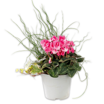 Frühlings Trio mit Alpenveilchen