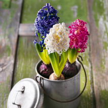 Produktbild »Hyazinthen Trio Mix«