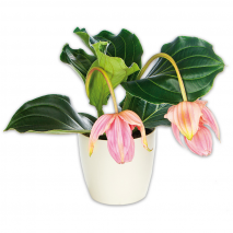 Produktbild »Medinilla magnifica«