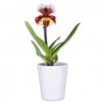 Produktbild »Orchidee Frauenschuh 'Paphiopedilum'«