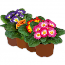 Produktbild »Primel in Sonderfarben«