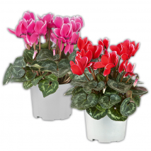 Produktbild »Alpenveilchen«