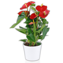 Flamingoblume Anthurie