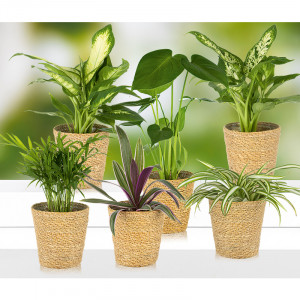 Produktbild »Grüne Pflanzenmischung«