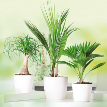 Produktbild »Hochwertige Grünpflanze«