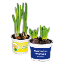 Narzissen Tête-à-Tête / Hyazinthen