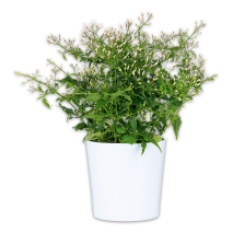 Produktbild »Duft-Jasminum Polyanthum«