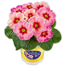 Jupiter-Star-/ Zuckerguss-Primel