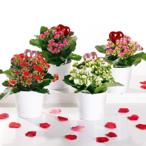 Produktbild »Kalanchoe Calandiva«