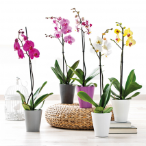 Produktbild »Orchidee Phalaenopsis«