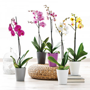 Produktbild »Orchidee Phalaenopsis«