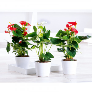 Produktbild »Flamingoblume 