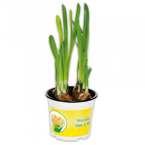 Produktbild »Narzissen 