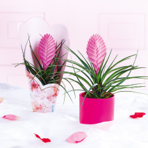 Tillandsia Cyanea Anita