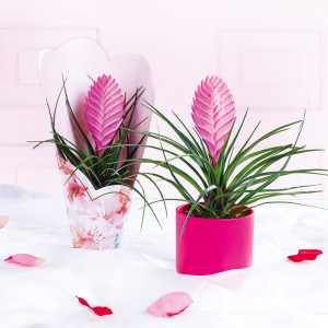 Produktbild »Tillandsia Cyanea Anita«