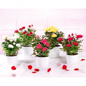 Produktbild »Topfrose«