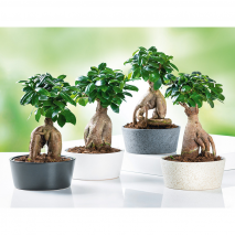 Produktbild »Bonsai 'Ficus Ginseng'«