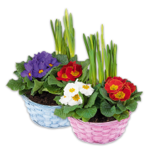 Bunter Frühlingskorb