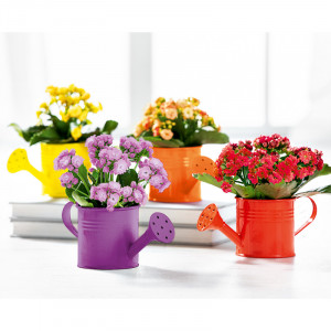 Produktbild »Mini Kalanchoe«