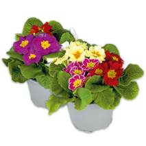 Produktbild »Primeln Trio XL«