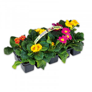 Produktbild »Primeln«